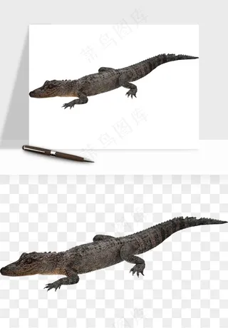 鳄鱼动物png免抠