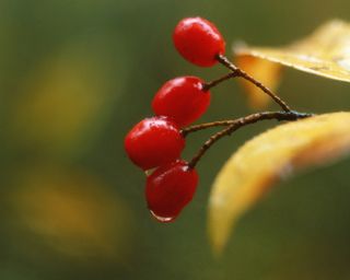 新鲜水果摄影图片 (29)