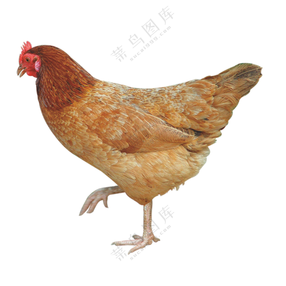 来回溜达觅食的老母鸡免抠图片素材