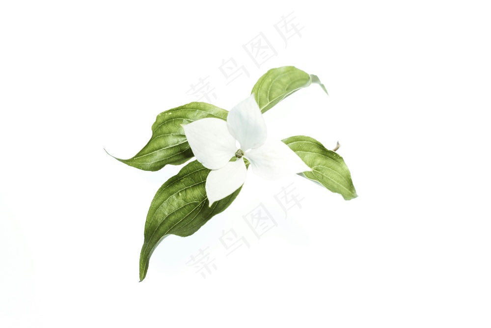 免费 白色的花 素材图片