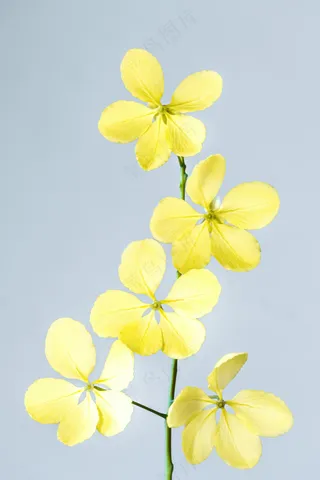 明黄四瓣花宁静画·简约自然装饰