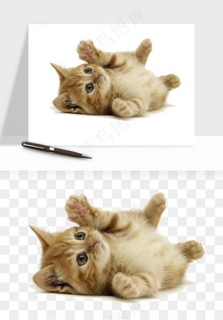 猫咪喵星人狗狗宠物元素png免抠