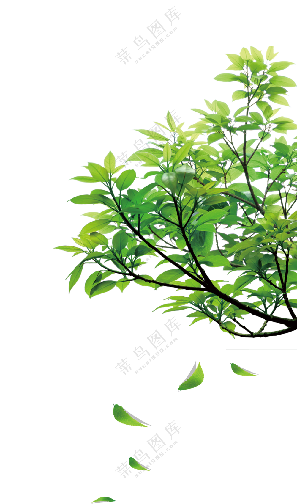有叶子的绿树