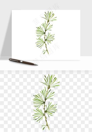 清新手绘植物png免抠