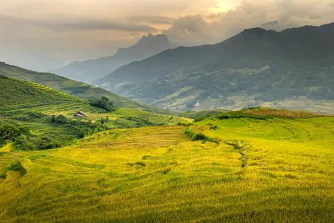 金色梯田:自然和谐之美 金色梯田:自然和谐之美