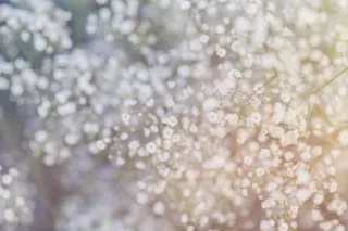 柔白满天星自然艺术