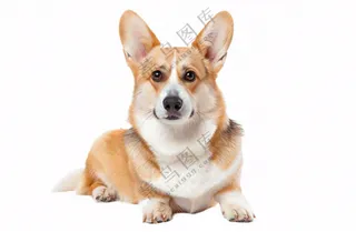 柯基小狗萌宠宠物动物免抠