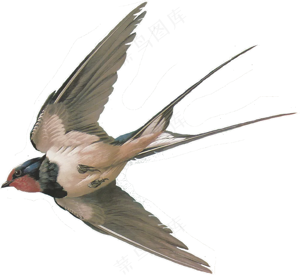 png免抠燕子鸟类动物