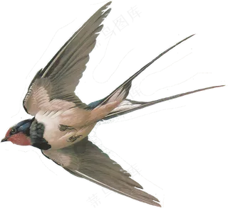 png免抠燕子鸟类动物