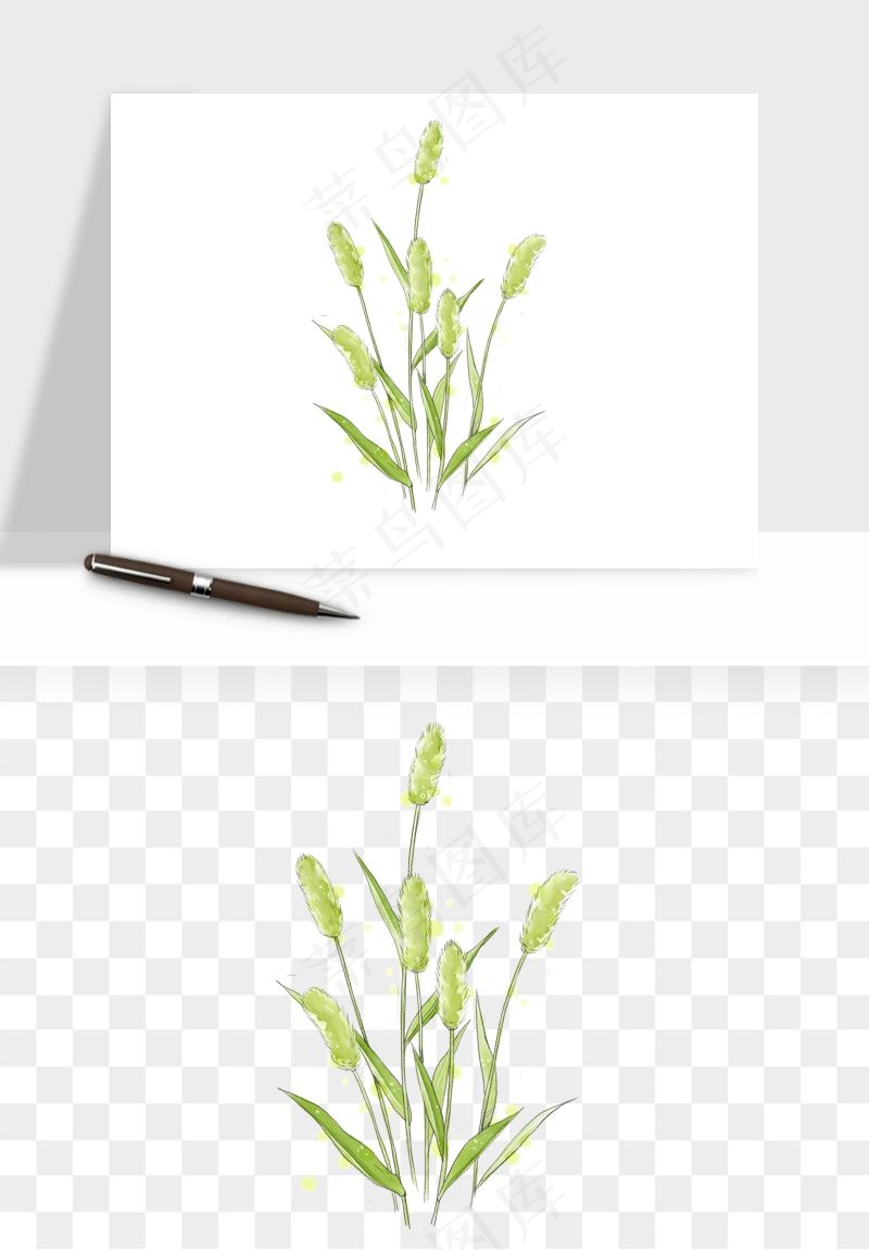 植物芦苇蒲苇香蒲png免抠