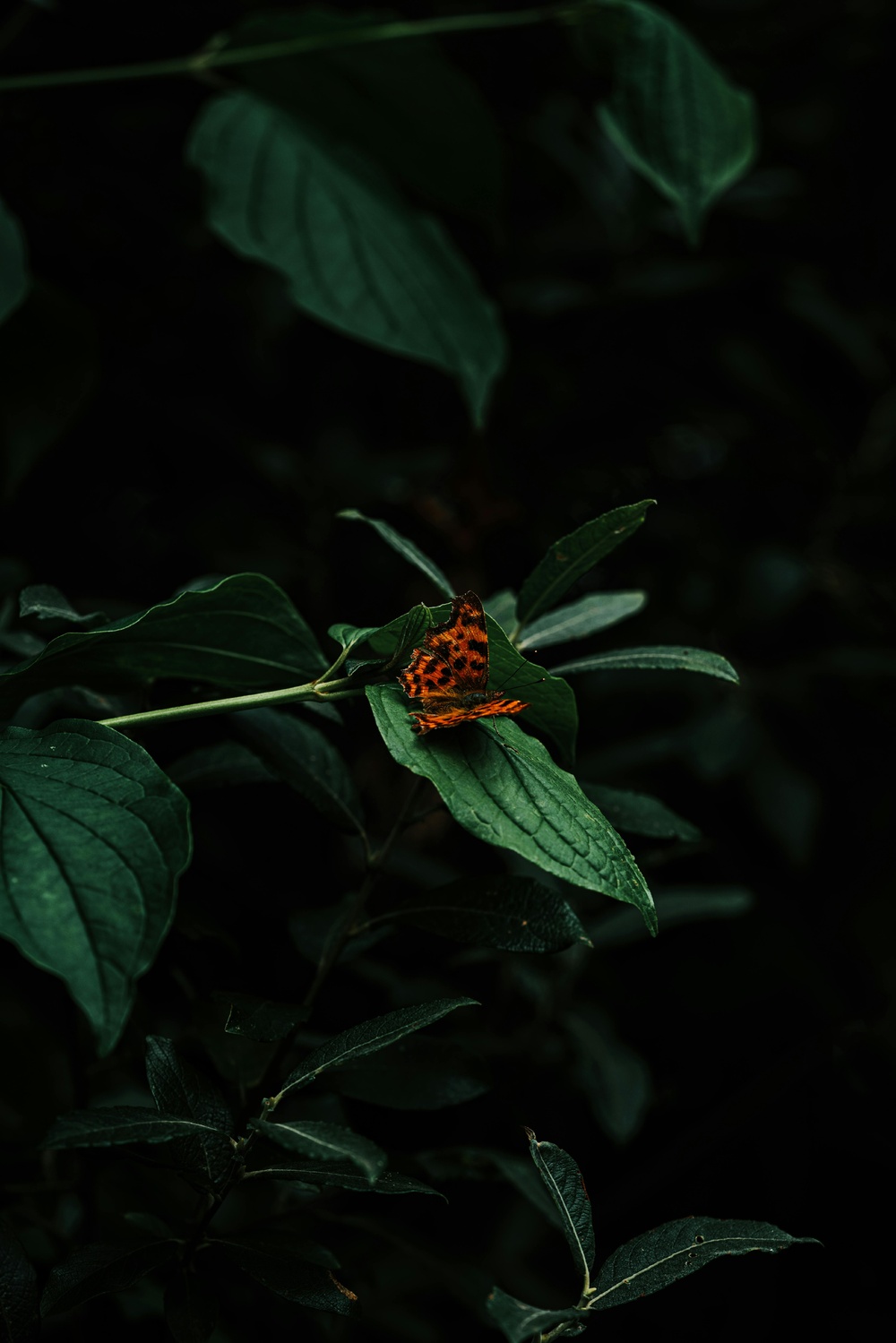 暗夜幽静，蝴蝶翩翩起舞