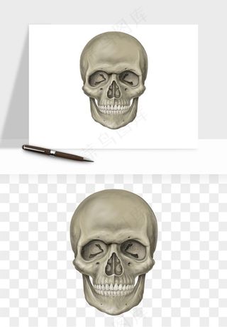 人体骨头png免抠