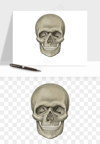 人体骨头png免抠
