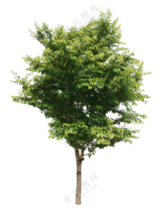 PNG免扣植物树木