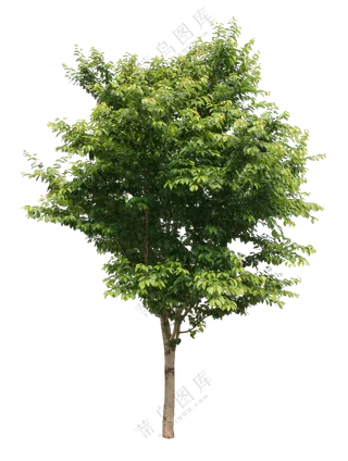 PNG免扣植物树木