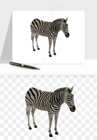斑马动物png免抠