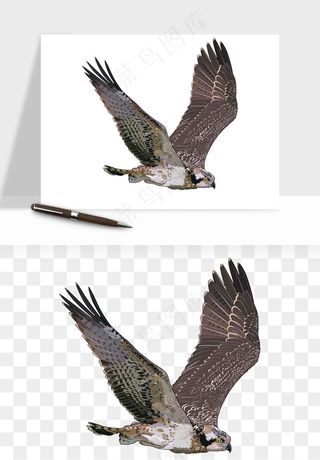 老鹰雄鹰展翅png免抠