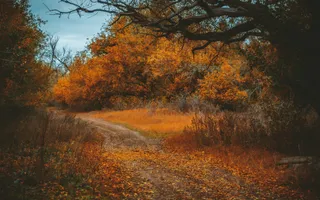 秋日小径：暖色风光摄影
