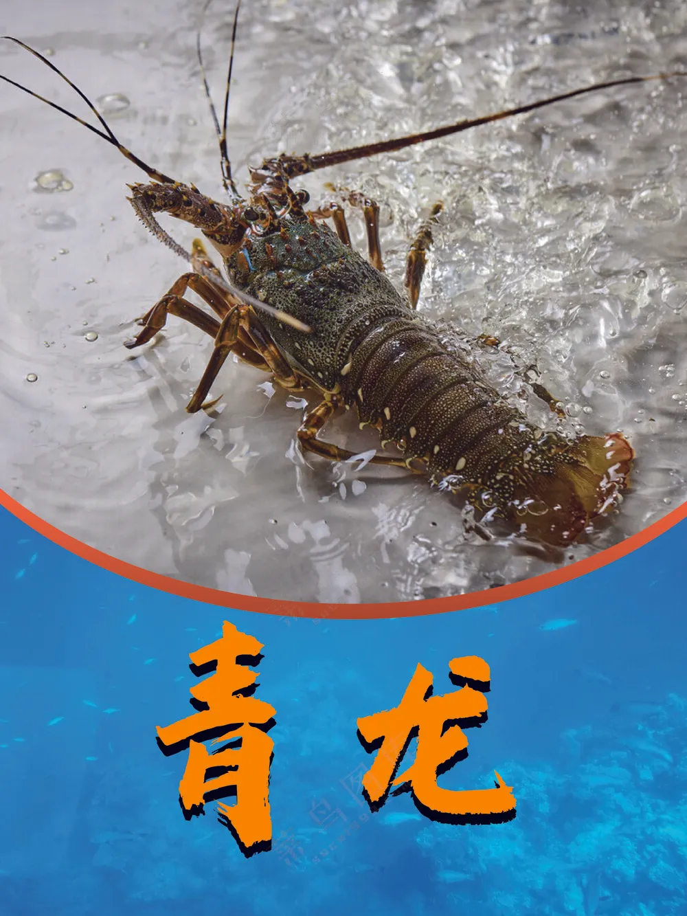 青龙    