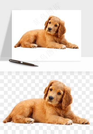 猫咪喵星人狗狗宠物元素png免抠