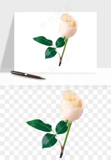 白玫瑰花枝花束png免抠