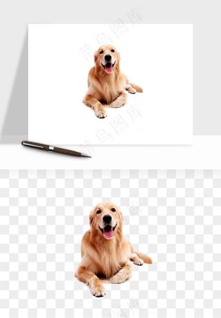 猫咪喵星人狗狗宠物元素png免抠