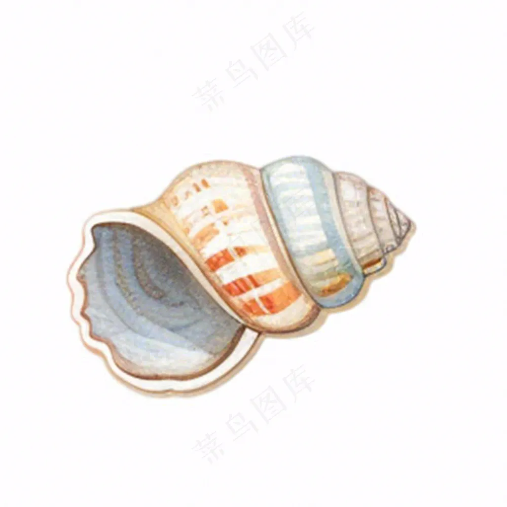 海洋贝壳海螺生物卡通插画免抠