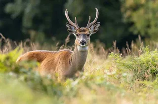 鹿动物山间草原的鹿摄影图
