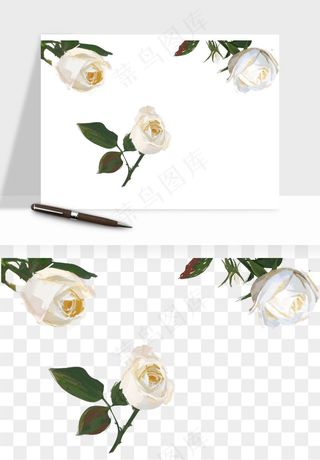 白玫瑰花枝花束png免抠
