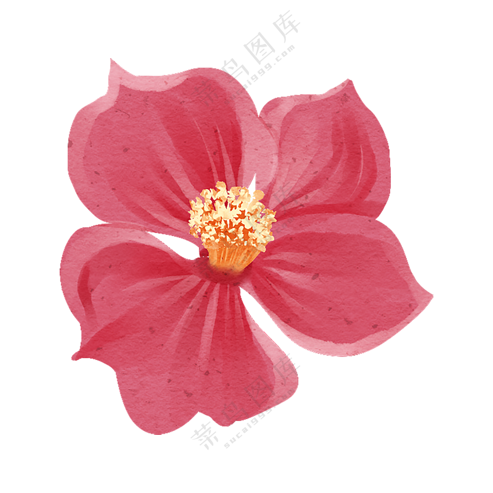 红色的花卉