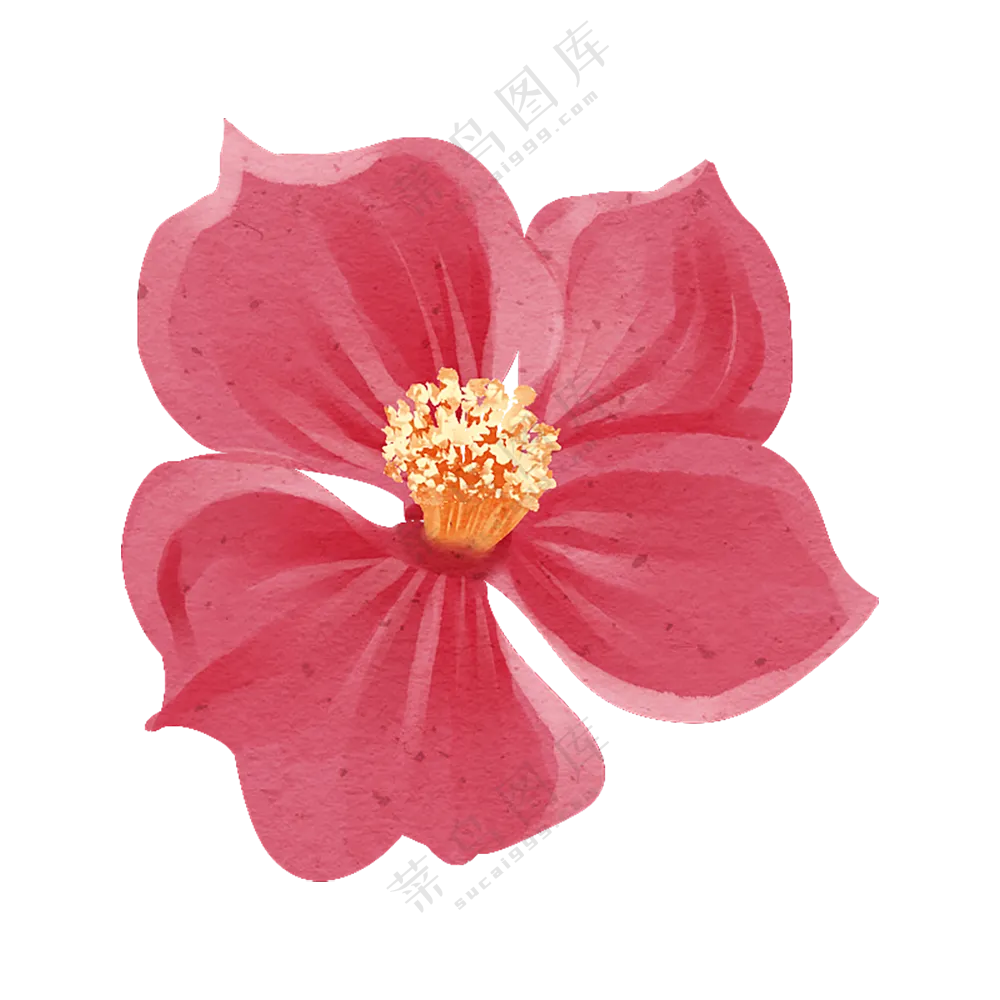 红色的花卉