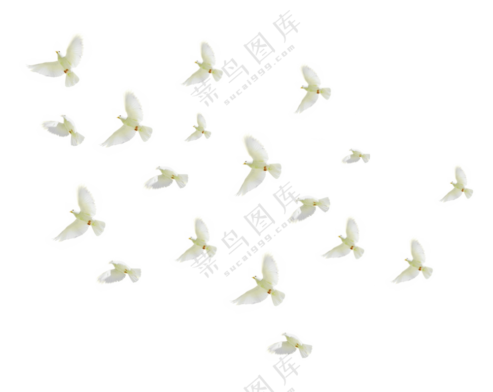 一群飞翔在空中的白鸽免抠图片素材