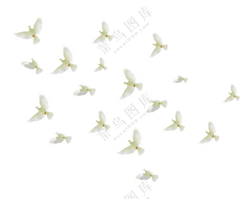 一群飞翔在空中的白鸽免抠图片素材