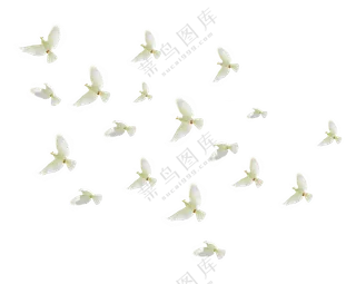 一群飞翔在空中的白鸽免抠图片素材