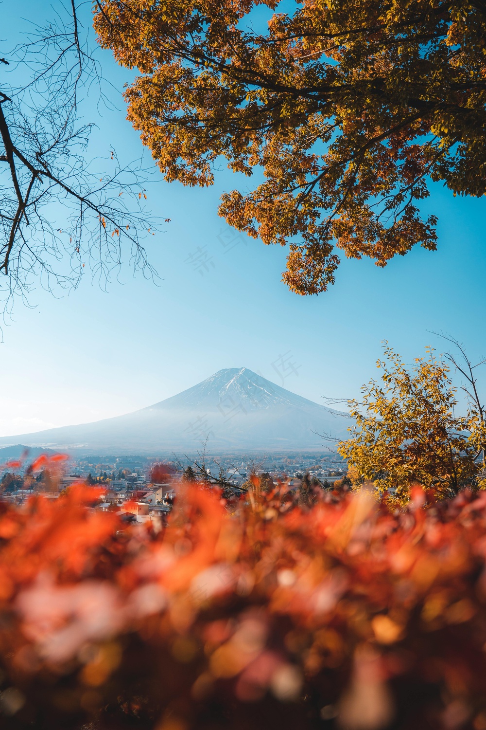 秋日红枫富士山