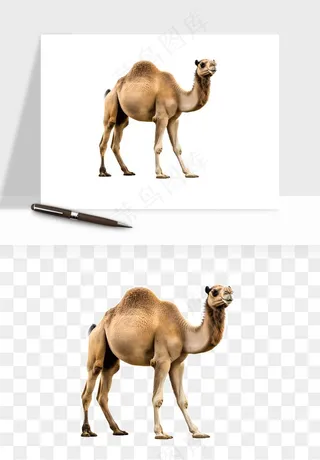 骆驼动物png免抠