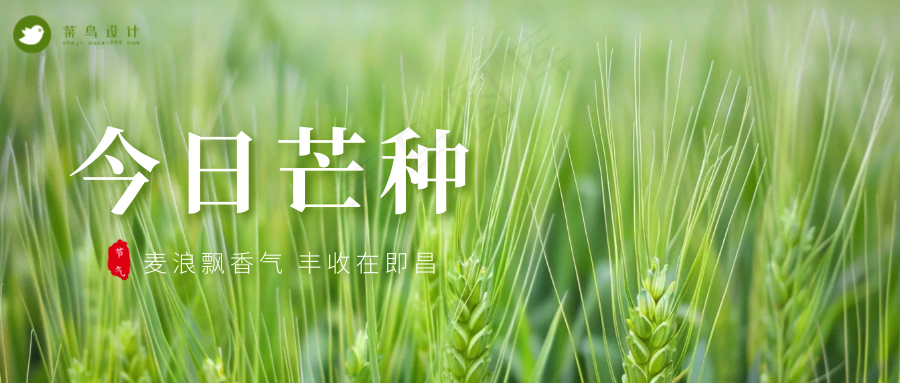 芒种公众号首图