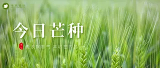 芒种公众号首图