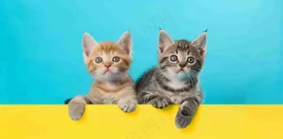 宠物常识宠物攻略猫狗卡通插画背景