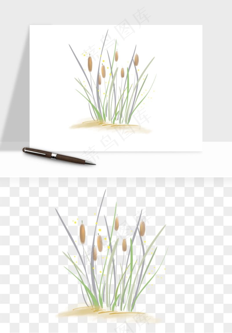 植物芦苇蒲苇香蒲png免抠