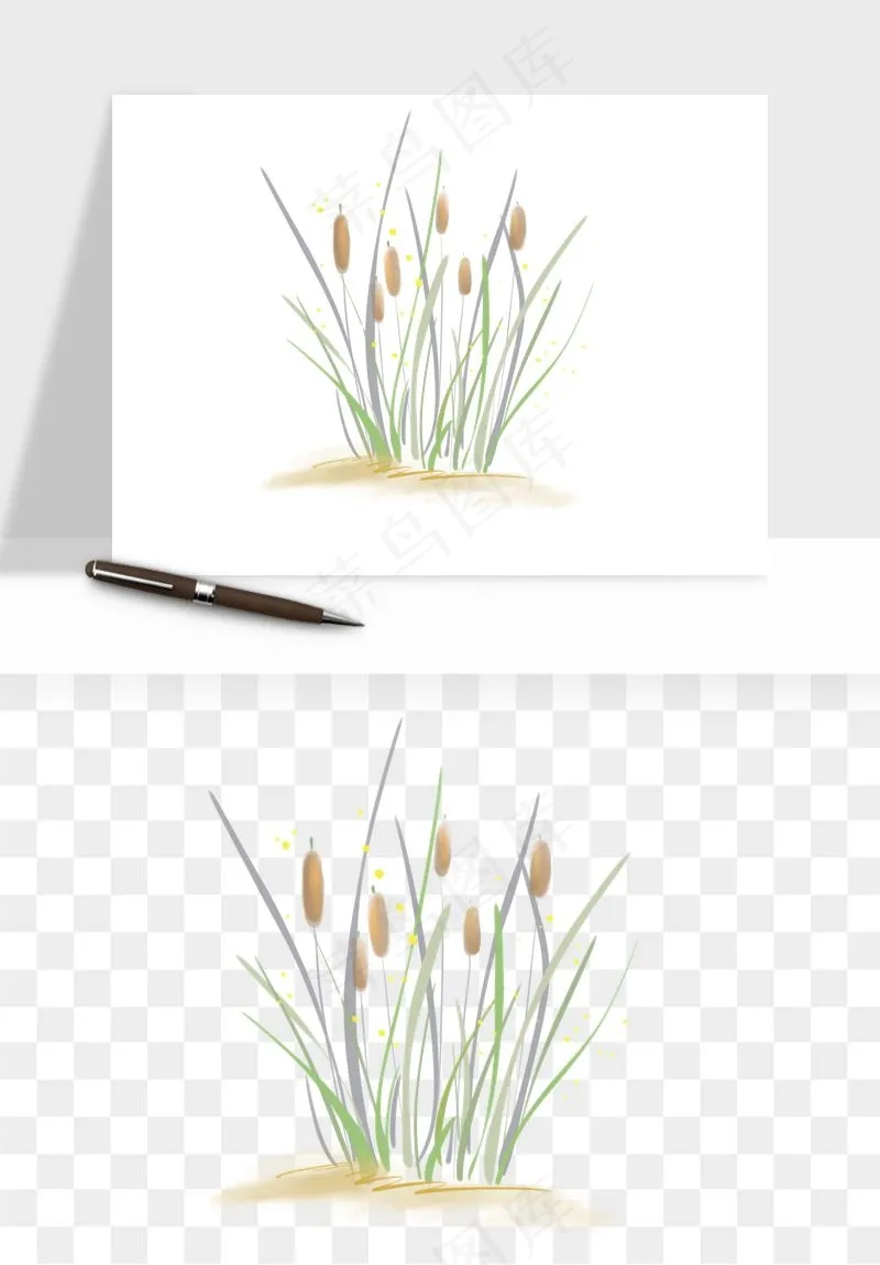 植物芦苇蒲苇香蒲png免抠