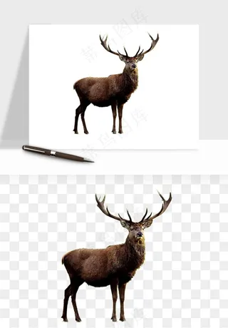 手绘梅花鹿小鹿麋鹿png免抠