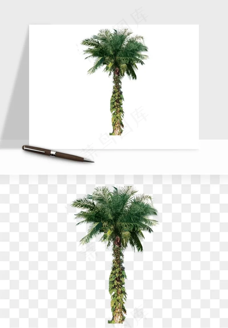 棕榈树椰树png免抠