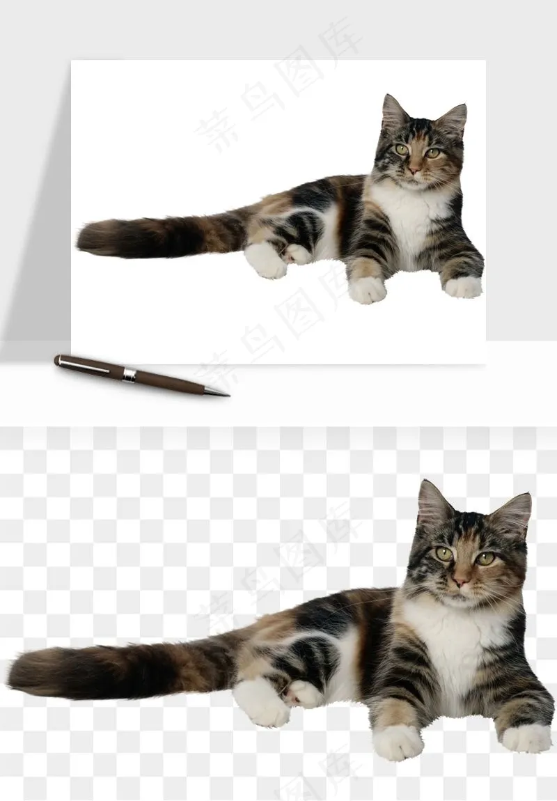 猫咪喵星人狗狗宠物元素png免抠