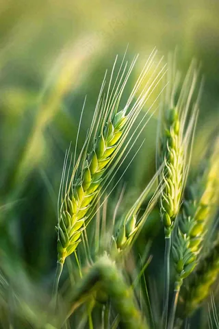 小麦绿色农田小满芒种摄影图