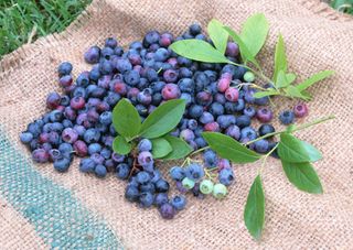 成熟的蓝莓图片 (2)