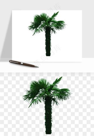 棕榈树椰树png免抠