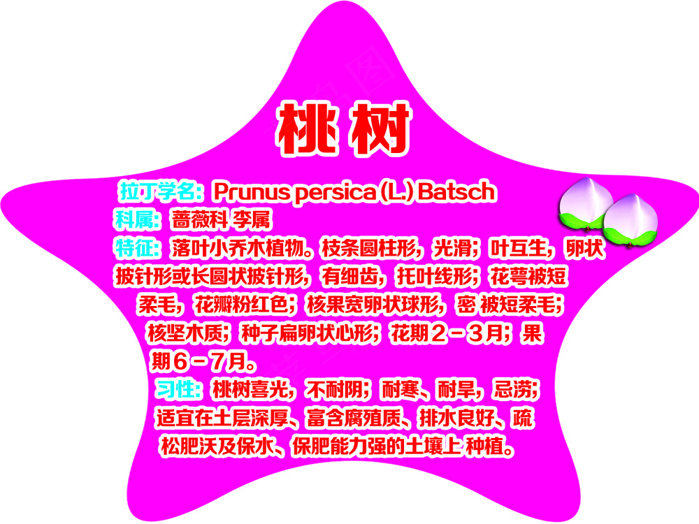 五角星 桃树树牌
