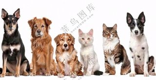 萌宠宠物猫狗合集免抠