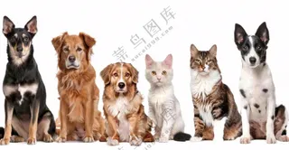 萌宠宠物猫狗合集免抠